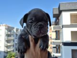 A Kalite Blue French Bulldog