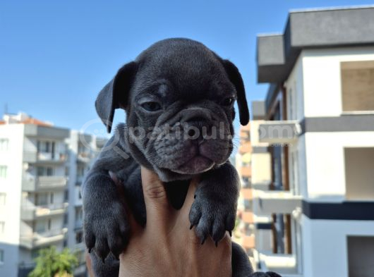 A Kalite Blue French Bulldog görsel