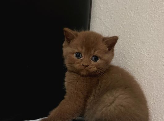 Erkek Cinnamon British Shirthair görsel