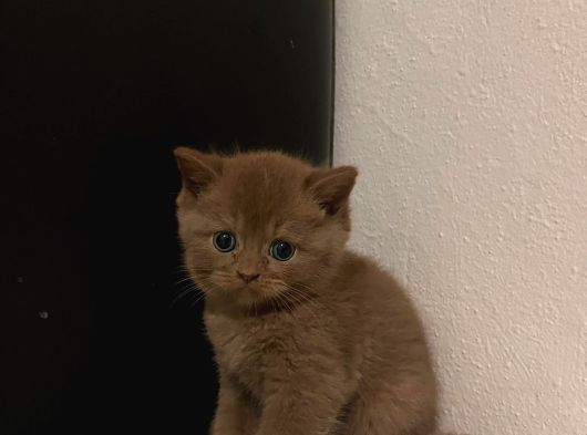 Erkek Cinnamon British Shirthair görsel