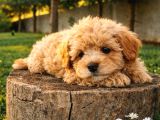 Müthi̇ş Rakamlara Gerçek Malti̇poo Yavrular