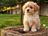 Müthi̇ş Rakamlara Gerçek Malti̇poo Yavrular
