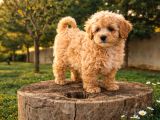 Müthi̇ş Rakamlara Gerçek Malti̇poo Yavrular