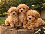Müthi̇ş Rakamlara Gerçek Malti̇poo Yavrular