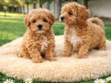 Müthi̇ş Rakamlara Gerçek Malti̇poo Yavrular