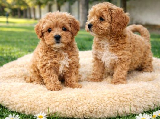 Müthi̇ş Rakamlara Gerçek Malti̇poo Yavrular görsel