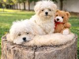Müthi̇ş Rakamlara Gerçek Malti̇poo Yavrular
