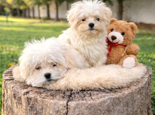 Müthi̇ş Rakamlara Gerçek Malti̇poo Yavrular görsel