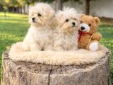 Müthi̇ş Rakamlara Gerçek Malti̇poo Yavrular