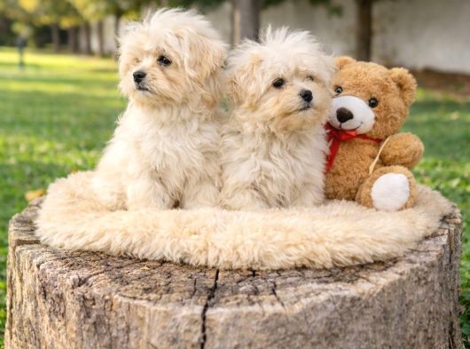 Müthi̇ş Rakamlara Gerçek Malti̇poo Yavrular görsel
