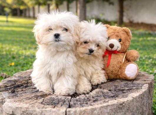 Müthi̇ş Rakamlara Gerçek Malti̇poo Yavrular görsel