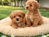 Müthi̇ş Rakamlara Gerçek Malti̇poo Yavrular