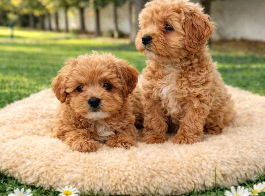 Müthi̇ş Rakamlara Gerçek Malti̇poo Yavrular