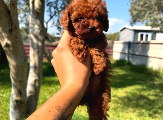 Ömürlük Dostunuz Sizi Bekliyor Toy Poodle görsel