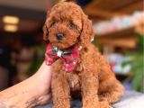 Ömürlük Dostunuz Sizi Bekliyor Toy Poodle