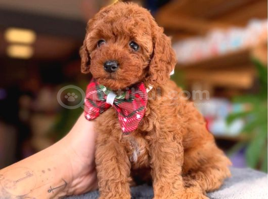 Ömürlük Dostunuz Sizi Bekliyor Toy Poodle görsel