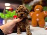 Ömürlük Dostunuz Sizi Bekliyor Toy Poodle