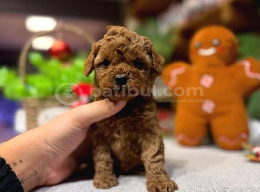 Ömürlük Dostunuz Sizi Bekliyor Toy Poodle görsel