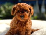 Ömürlük Dostunuz Sizi Bekliyor Toy Poodle