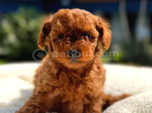 Ömürlük Dostunuz Sizi Bekliyor Toy Poodle görsel