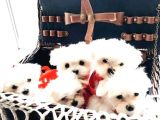 Minnoş Maltese Bebeklerimiz