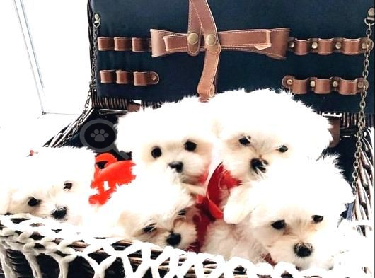 Minnoş Maltese Bebeklerimiz görsel