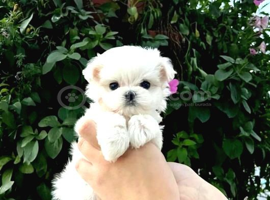 Minnoş Maltese Bebeklerimiz görsel