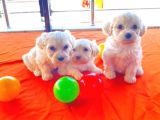 Maltipoo Yavrularımız Uygundur