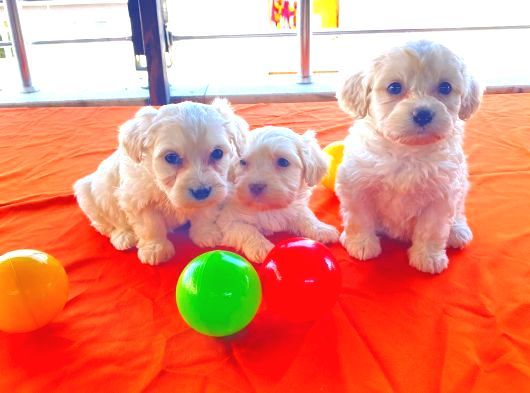 Maltipoo Yavrularımız Uygundur görsel