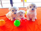 Maltipoo Yavrularımız Uygundur