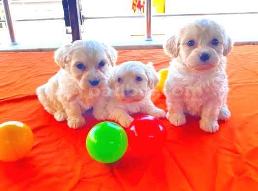 Maltipoo yavrularımız uygundur