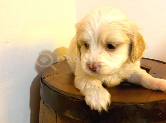 Ev Doğumu Maltipoo Yavrularımız görsel
