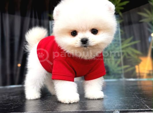 Ayicik Surat Çok Özel Pomeranian Yavrulari görsel
