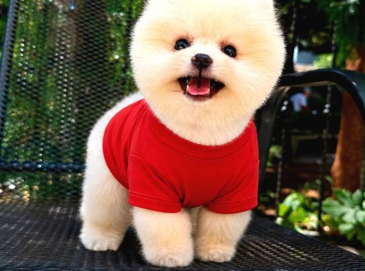 AYICIK SURAT ÇOK ÖZEL POMERANIAN YAVRULARI