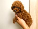 Orjinal Dişi Erkek Red Toy Poodle 65 Günlük Sağlıklı Aşılı