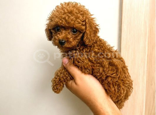 Orjinal Dişi Erkek Red Toy Poodle 65 Günlük Sağlıklı Aşılı görsel