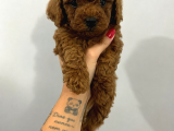 Görüntülü Aramaya Açık Sağlıklı Özel Toy Poodle Yavruları
