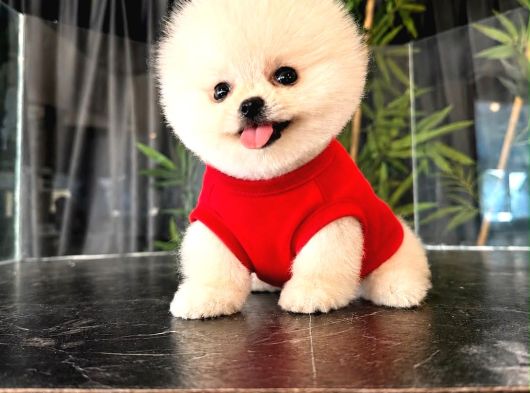 Ayicik Surat Çok Özel Pomeranian Yavrulari görsel