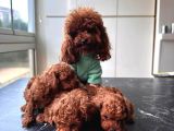 Görüntülü Aramaya Açık Sağlıklı Özel Toy Poodle Yavruları