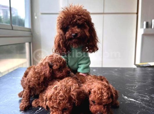 Görüntülü Aramaya Açık Sağlıklı Özel Toy Poodle Yavruları