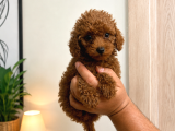 Orjinal Dişi Erkek Red Toy Poodle 65 Günlük Sağlıklı Aşılı