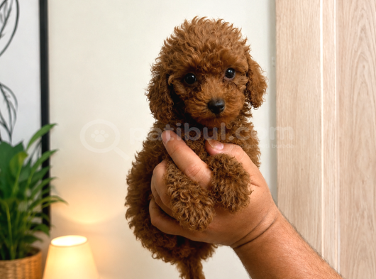 Orjinal Dişi Erkek Red Toy Poodle 65 Günlük Sağlıklı Aşılı görsel