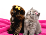 A Kalite Çikolata Tortie Ve Blue Çok Güzel Bebekler İstanbul