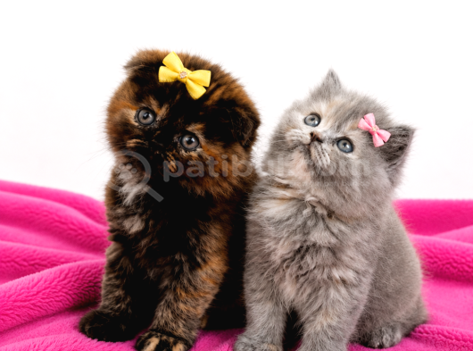 A kalite çikolata tortie ve blue çok güzel bebekler İstanbul
