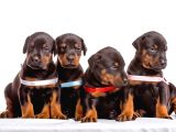 A Kali̇te Kizil Ve Si̇yah Doberman Bebekleri̇m