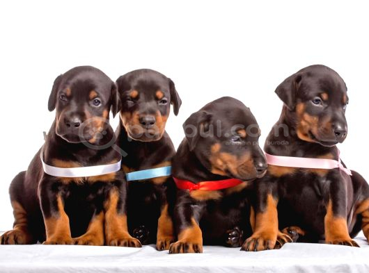 A Kali̇te Kizil Ve Si̇yah Doberman Bebekleri̇m