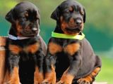 A Kali̇te Kizil Ve Si̇yah Doberman Bebekleri̇m