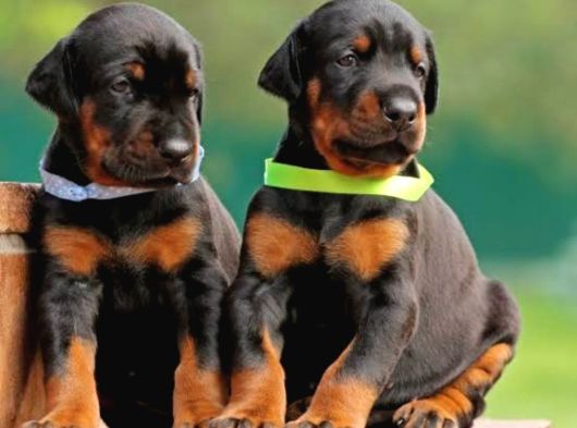 A Kali̇te Kizil Ve Si̇yah Doberman Bebekleri̇m görsel