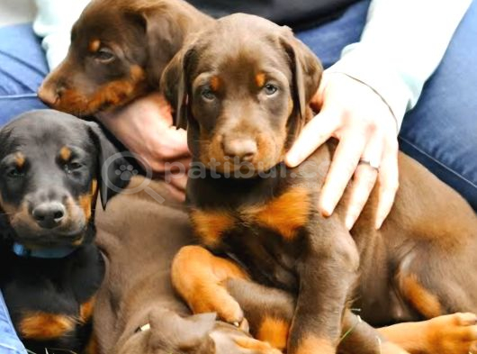 A Kali̇te Kizil Ve Si̇yah Doberman Bebekleri̇m görsel