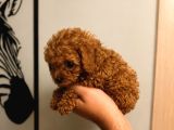 Orjinal Dişi Erkek Red Toy Poodle 65 Günlük Sağlıklı Aşılı